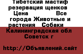 Тибетский мастиф резервация щенков › Цена ­ 100 000 - Все города Животные и растения » Собаки   . Калининградская обл.,Советск г.